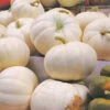 Pumpkin Flat White Boer -Kingsseeds Store V8240 1 4241dd3b 3ec6 468f 8a80 93b7de3a1465