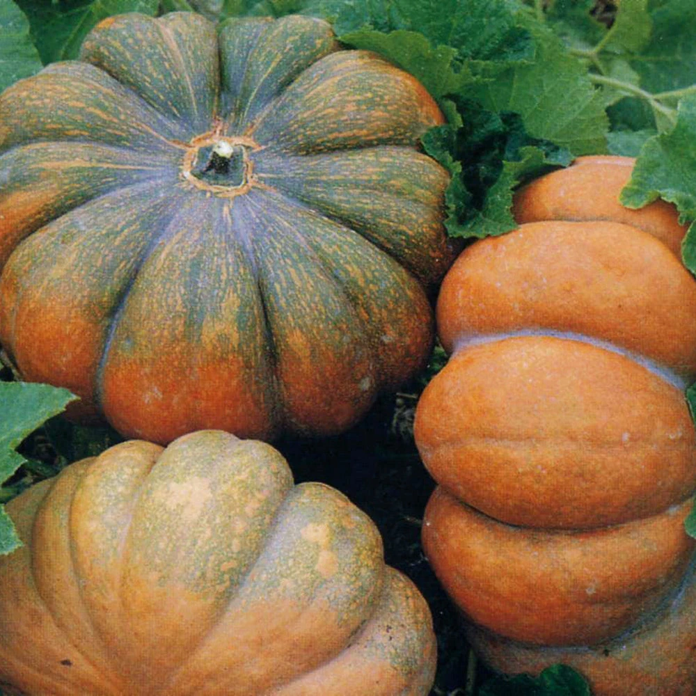 Pumpkin Musquee De Provence 3 Pumpkin Musquee De Provence