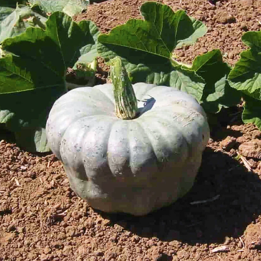 Pumpkin Queensland Blue (treated Seed) 3 Pumpkin Queensland Blue (treated Seed)