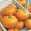 Pumpkin Small Sugar 2 Pumpkin Small Sugar -Kingsseeds Store V8247 1 aec4c6a1 0b9d 42e9 8c4a 845aadd145dd