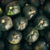 Squash African Gem F1 -Kingsseeds Store V8249 1 78d93829 72e7 4a07 bcaf e0ab76d97d7b