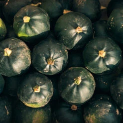 Squash African Gem F1