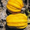 Squash Kumi Kumi -Kingsseeds Store V8251 1 8e54db78 76ee 4b4c 90c3 0fc3e67b9346