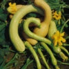 Zucchini Rampicante -Kingsseeds Store V8254 1 8473ce6d badc 4d64 81b0 407c0a5ebc05