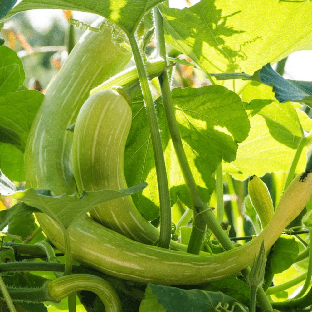 Zucchini Rampicante 4 Zucchini Rampicante - Image 2