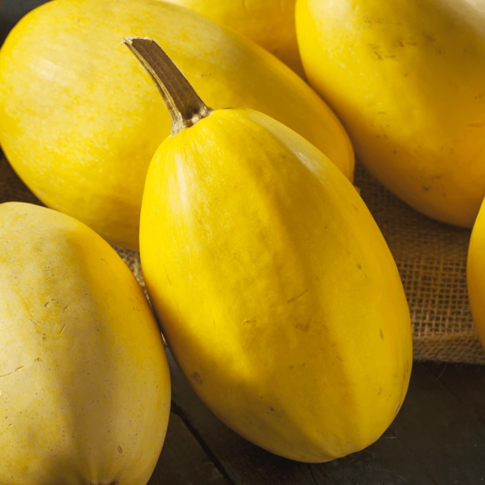 Squash Spaghetti 3 Squash Spaghetti