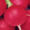 Radish German Giant -Kingsseeds Store V8259 1
