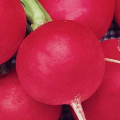 Radish German Giant