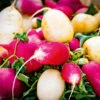 Radish Gourmet Blend -Kingsseeds Store V8261 1 c6e0ed8d f4e8 464e 923e 6be4b6443474