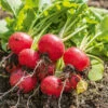 Radish Red Cherry F1 -Kingsseeds Store V8264 1 e46a3849 576e 4b98 bb68 7f40f516f14e