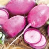 Radish Mini Daikon Purple F1 -Kingsseeds Store V8269 1 7ddbe3a4 5a4a 4cff 928f eee2ddbd0e86
