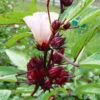 Roselle -Kingsseeds Store V8279 1 eadc10ea ae8a 4be6 b2f0 052e587aca85