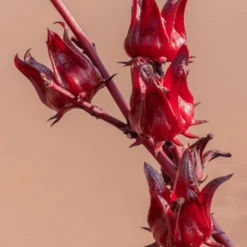 Roselle -Kingsseeds Store V8279 3