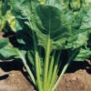 Beet Perpetual Spinach -Kingsseeds Store V8282 1 9feaf180 a65c 4c32 a7b7 c9ad36fb0b22