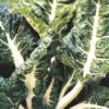 Silverbeet Ford Hook Giant -Kingsseeds Store V8286 1 5e546452 95b5 427d a5ec ecf225f254bb