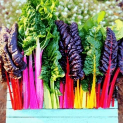 Silverbeet Rainbow Lights