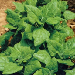 Spinach New Zealand