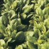 Spinach Santana F1 -Kingsseeds Store V8292 1 dff99fe0 4500 4e2f af8a 40150a5f1c61