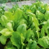 Spinach Summer Solstice F1 -Kingsseeds Store V8293 1 46e5a694 8a1f 49ec a528 4d05e8d5868d