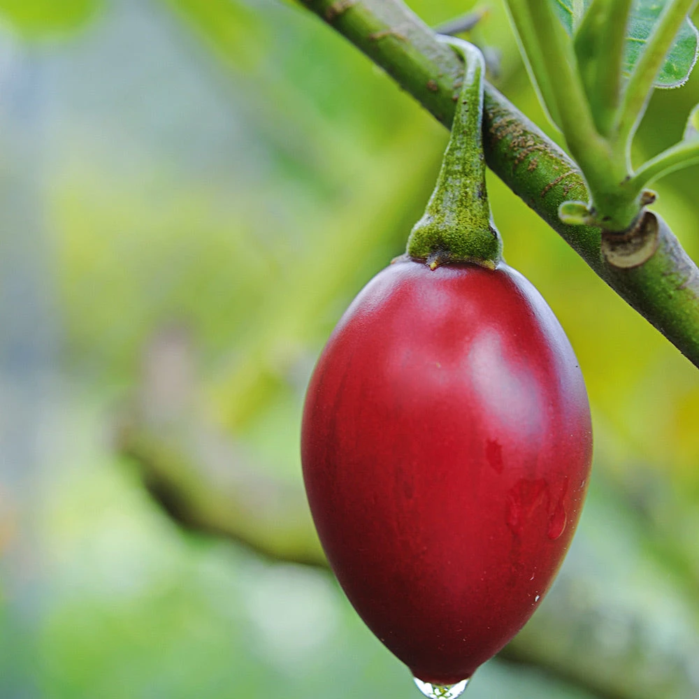 Tamarillo Large Red 3 Tamarillo Large Red
