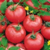 Tomato Brandymaster Pink F1 1 Tomato Brandymaster Pink F1 -Kingsseeds Store V8304 1 a115f23e 8087 41f0 b12a 0beca638dc1b