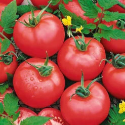 Tomato Brandymaster Pink F1