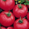 Tomato Brandywine Pink -Kingsseeds Store V8305 1 1dbbd392 659c 46dc ba82 e9107fe7e5b9
