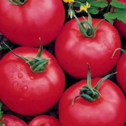 Tomato Brandywine Pink