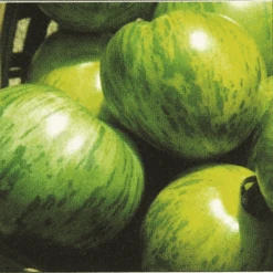 Tomato Green Zebra