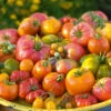 Tomato Rainbow Blend -Kingsseeds Store V8314 1 6ed10290 06ce 48d4 b316 ef91a62c9697
