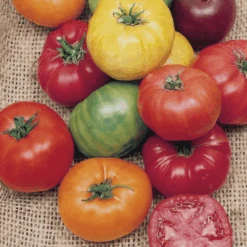 Tomato Rainbow Blend -Kingsseeds Store V8314 2