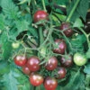 Tomato Black Cherry -Kingsseeds Store V8318 1 2894eee7 370c 414a a545 8a75d6aa0f33