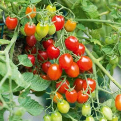 Tomato Fantastico F1