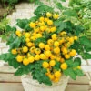 Tomato Golden Cascade -Kingsseeds Store V8322 1 ad186c7e af59 41dc 892b 456e5398d58e