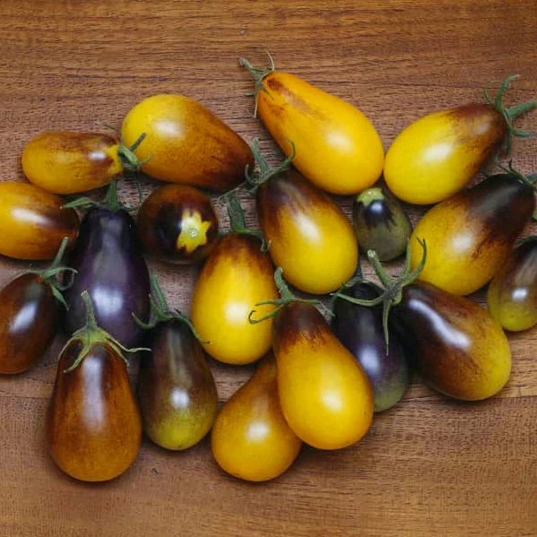 Tomato Indigo Pear Drops 3 Tomato Indigo Pear Drops