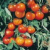 Tomato Orange Cherry F1 -Kingsseeds Store V8327 1 318f22eb 752b 4435 98fc b054df2503bc