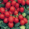 Tomato Sugar Plum F1 -Kingsseeds Store V8328 1 e4919a85 c7f6 4e68 b55a 28afd9ae439b