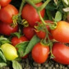 Tomato Sicilian Sauce F1 2 Tomato Sicilian Sauce F1 -Kingsseeds Store V8337 1 67c7d7da 01a2 49a9 bf18 8faebcc19b65