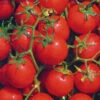 Tomato Bloody Butcher -Kingsseeds Store V8338 1 f72f2b0c 2760 4eac bd62 244bfe47c83d