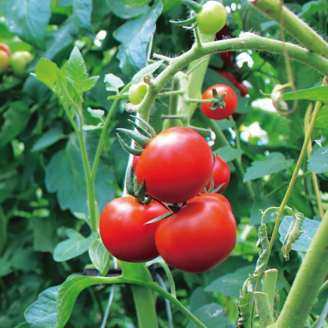 Tomato Hera F1 3 Tomato Hera F1