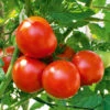 Tomato Moneymaker -Kingsseeds Store V8342 1 74d42ac5 9946 4f0d adb5 2ed3f6fdf8e3
