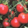 Tomato Sub Arctic Plenty -Kingsseeds Store V8344 1 fe1529ed 69cc 48ed bf03 163b2f96b351