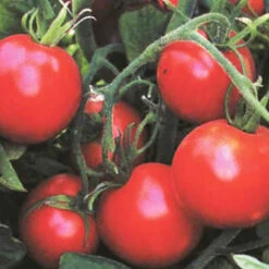 Tomato Sub Arctic Plenty