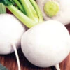 Turnip Snowball -Kingsseeds Store V8346 1 84bd78ac 0c47 4935 9495 a6f594cdfe82