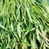 Water Spinach Bamboo Leaf -Kingsseeds Store V8348 1 ec3581c0 9f93 4278 ba66 2e3fa5c09572