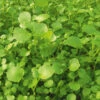 Watercress -Kingsseeds Store V8349 1 a13fa372 ddbe 4830 8564 dac9d02ba52a