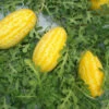 Watermelon Gold In Gold F1 -Kingsseeds Store V8350 1 8379fe20 8eea 4880 b002 546a703c1ed8