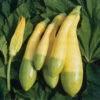 Zucchini Zephyr F1 -Kingsseeds Store V8357 1 2199c728 b6de 4ba0 8967 a3d506092174