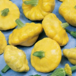 Scallopini Sunbeam F1