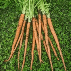 Carrot Nagai (treated Seed)